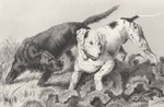 Sir Edwin Landseer sporting prints